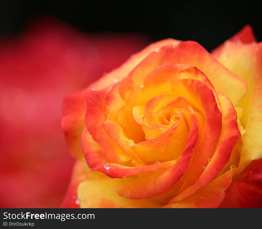 Flower, Red, Rose, Yellow