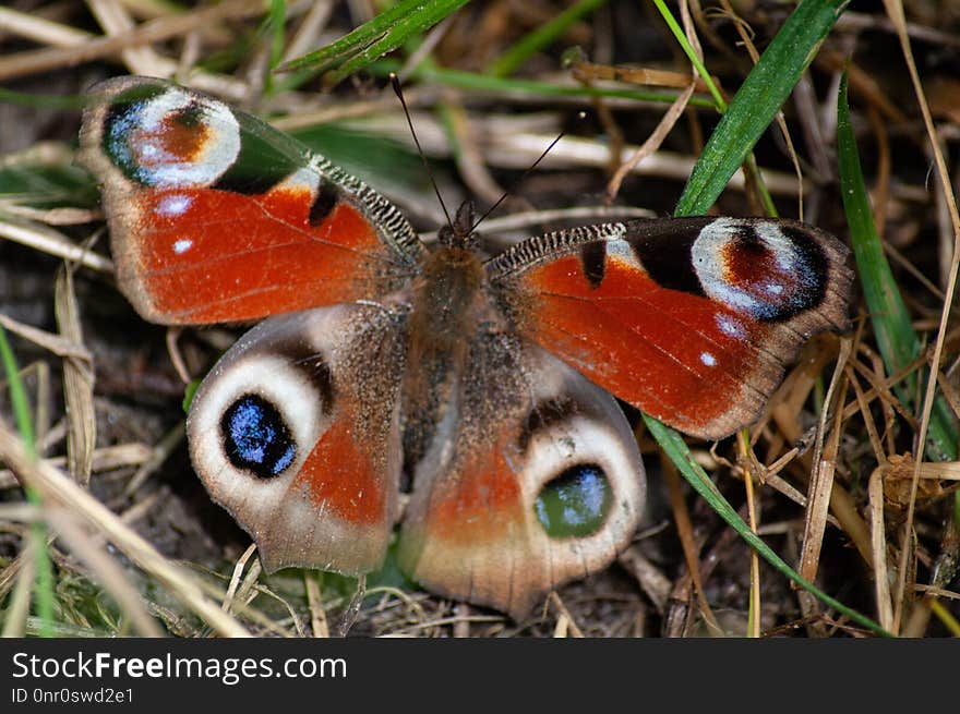 Butterfly, Insect, Moths And Butterflies, Invertebrate