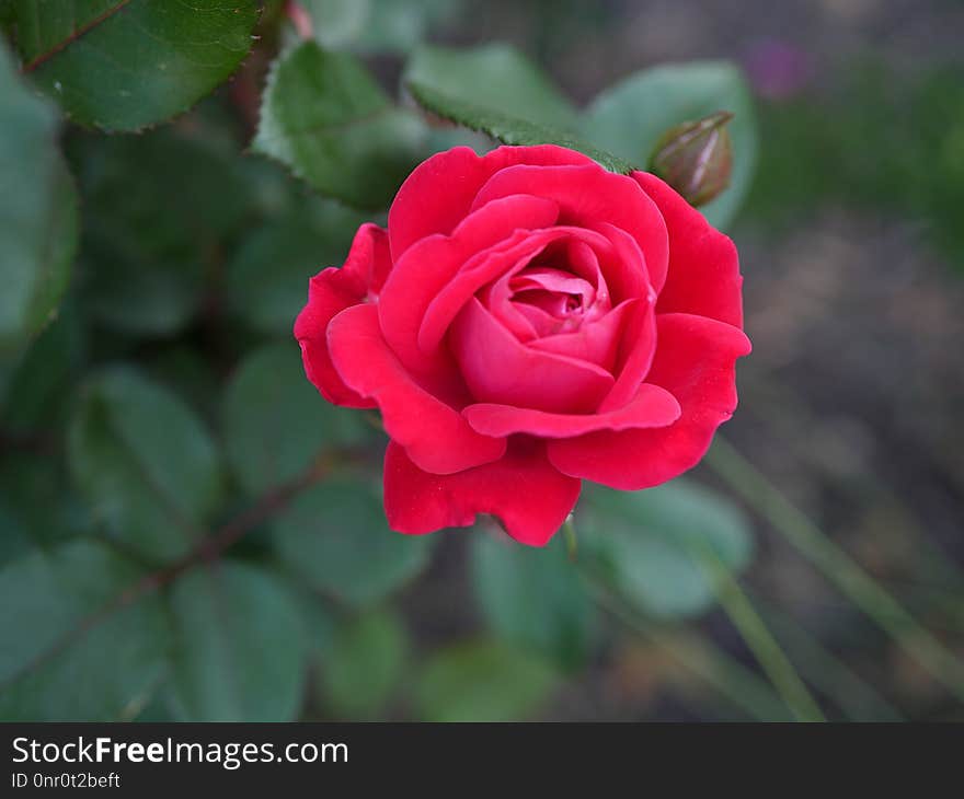 Rose, Flower, Rose Family, Red