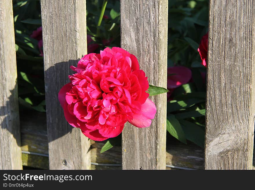 Flower, Plant, Pink, Flowering Plant