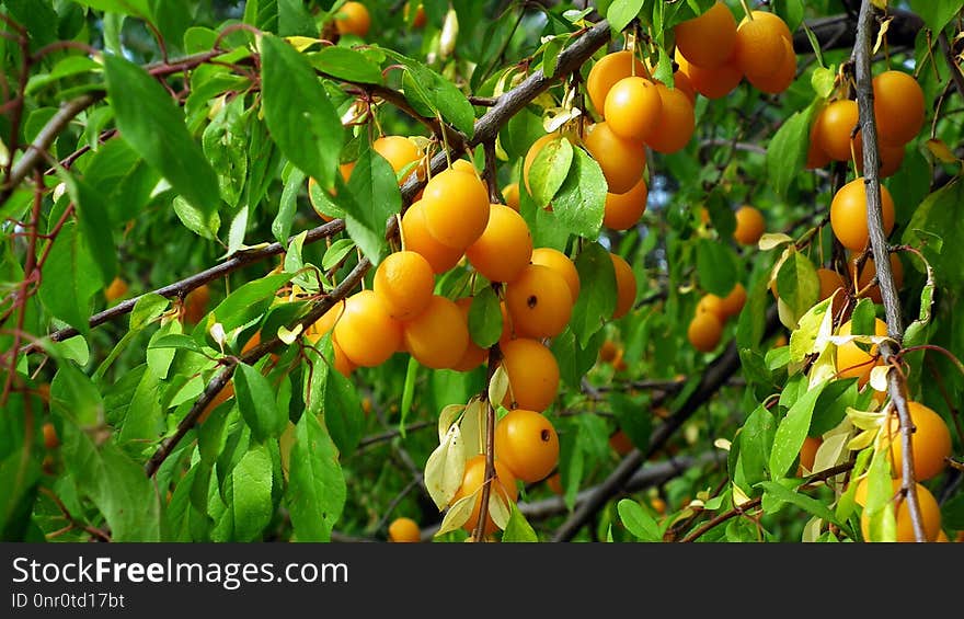 Fruit Tree, Fruit, Apricot, Citrus