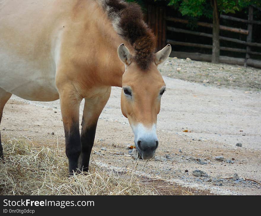 Horse, Fauna, Horse Like Mammal, Mane