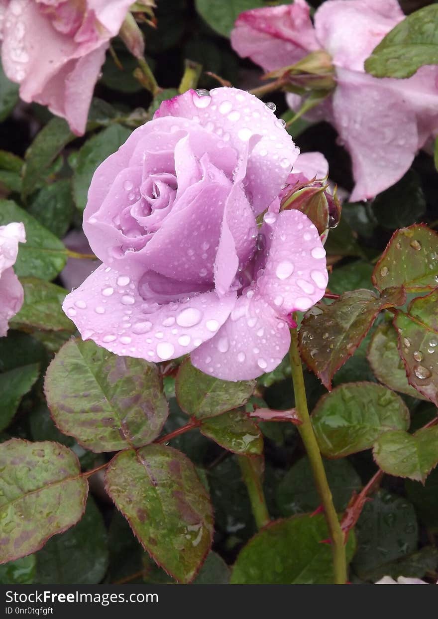 Plant, Flower, Pink, Rose Family