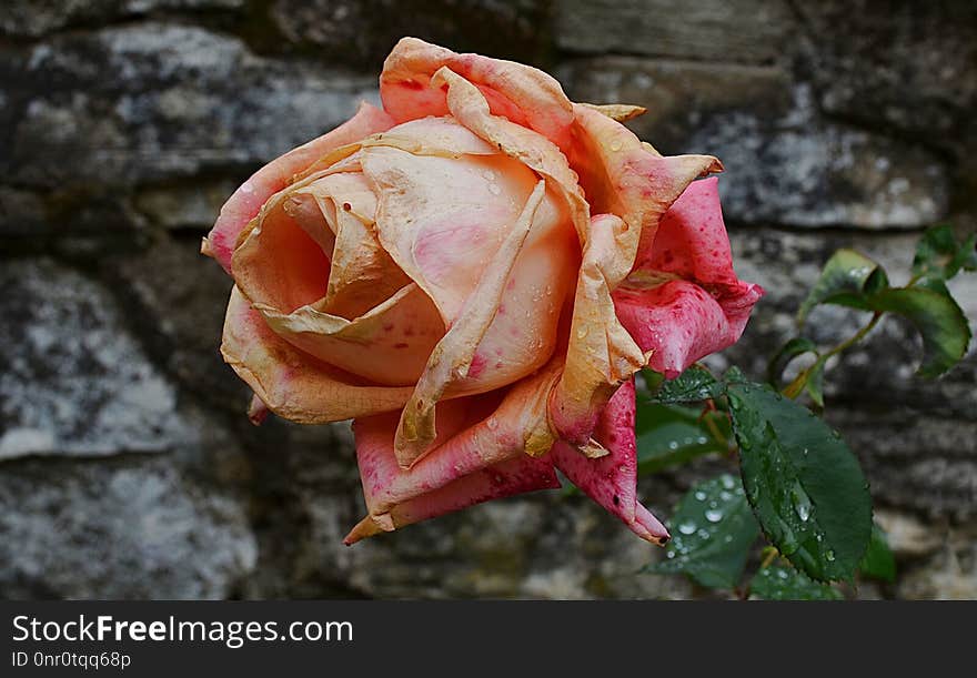 Flower, Rose, Flora, Pink