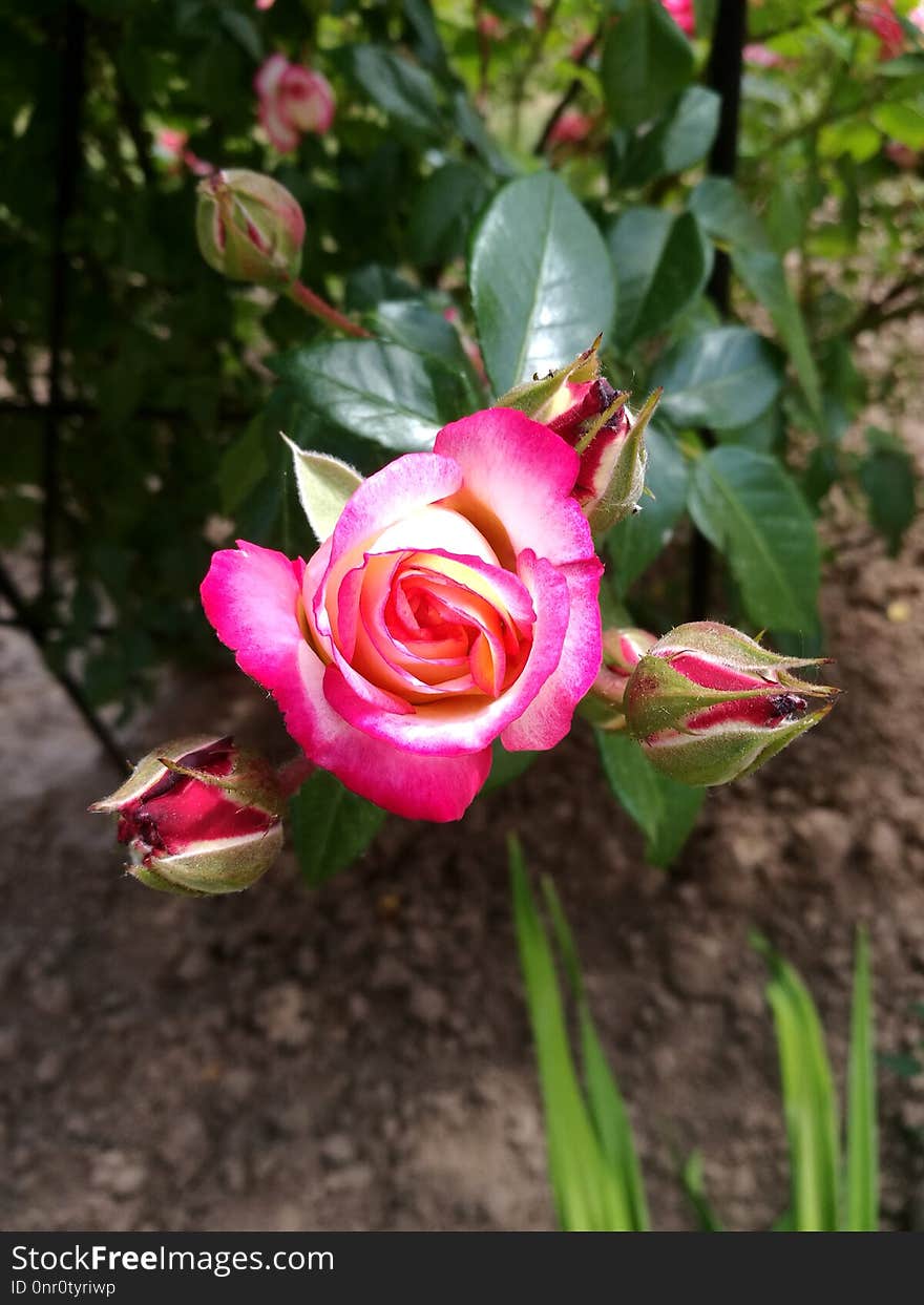 Flower, Plant, Rose Family, Pink