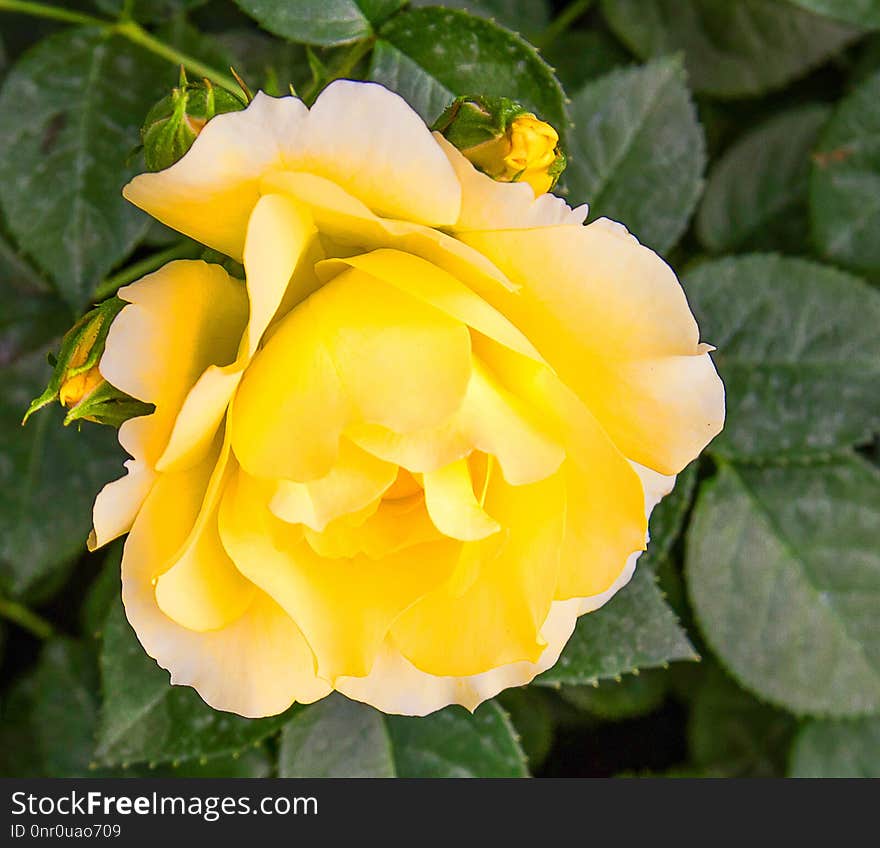 Flower, Rose, Yellow, Rose Family