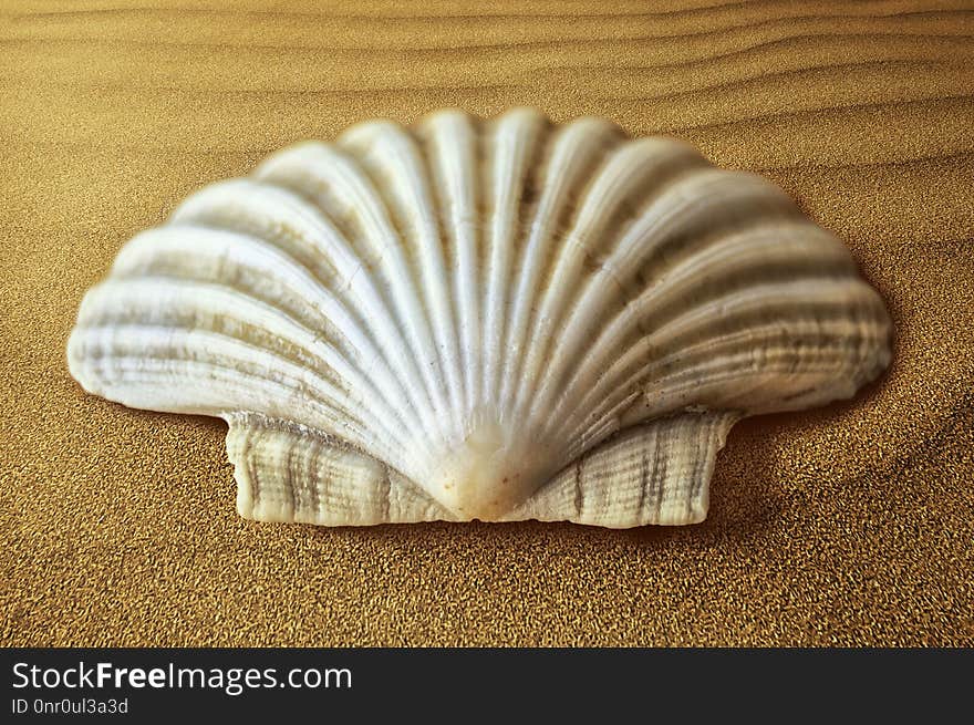 Seashell, Shankha, Cockle, Nautilida