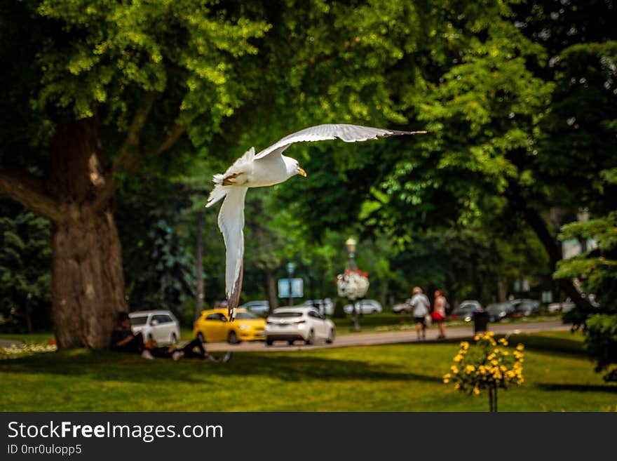 Tree, Grass, Plant, Lawn