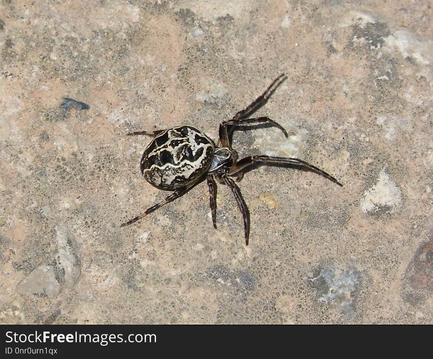 Spider, Arachnid, Invertebrate, Araneus