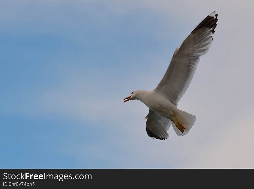 Bird, Gull, Sky, Seabird