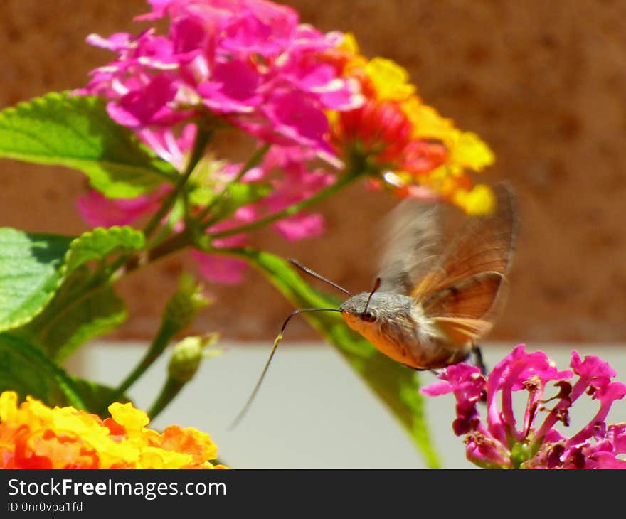 Butterfly, Moths And Butterflies, Insect, Nectar