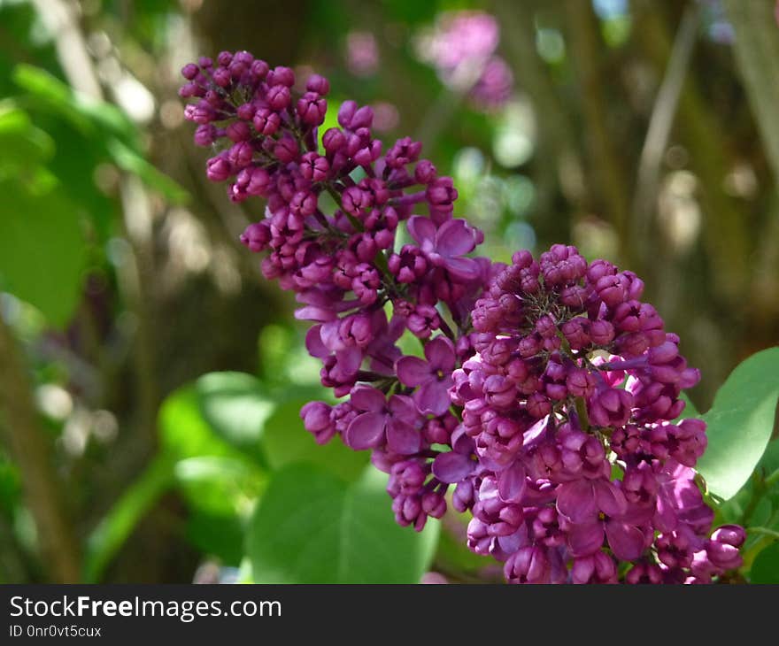 Flower, Purple, Plant, Lilac