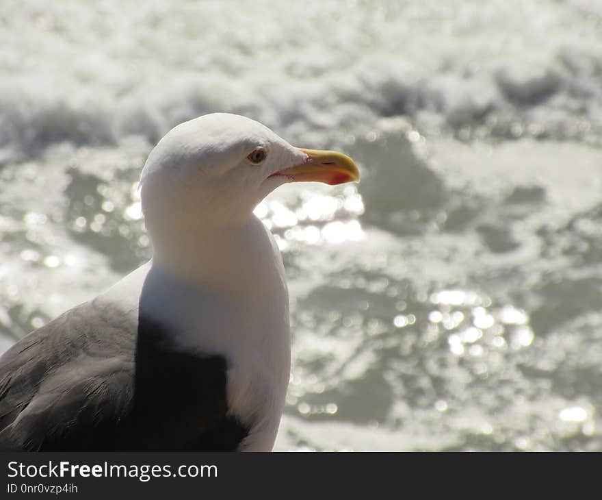 Bird, Beak, Gull, Seabird