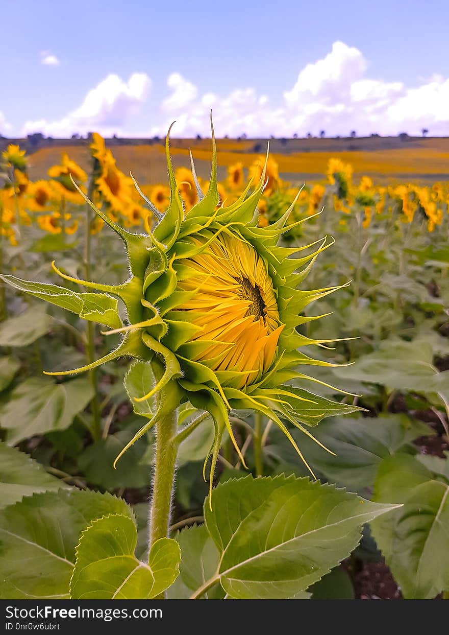 Flower, Sunflower, Yellow, Plant