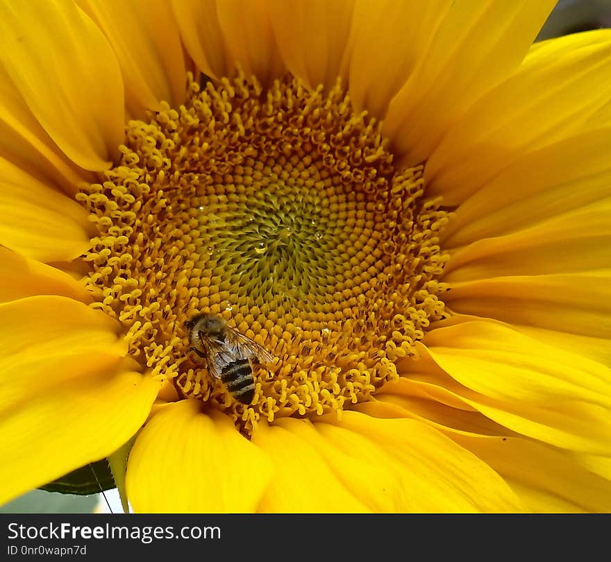 Flower, Sunflower, Yellow, Honey Bee