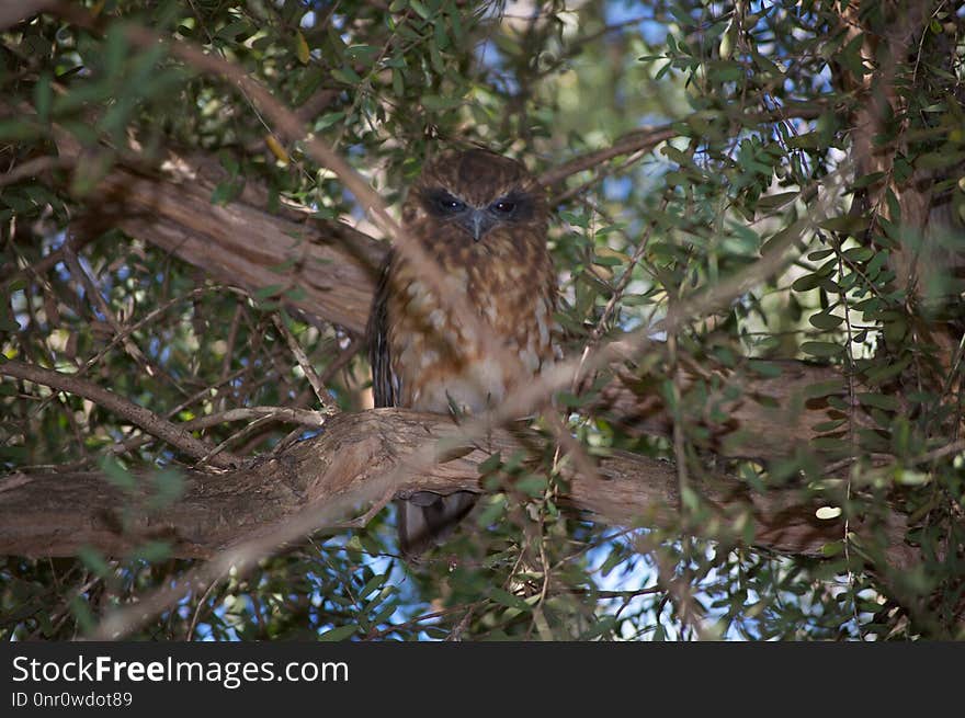 Fauna, Ecosystem, Bird, Tree