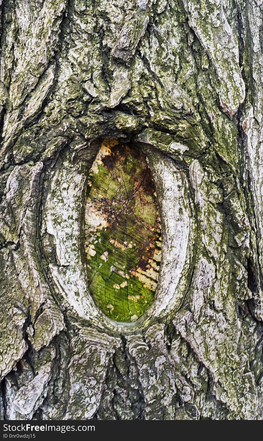 Tree, Woody Plant, Trunk, Woodland