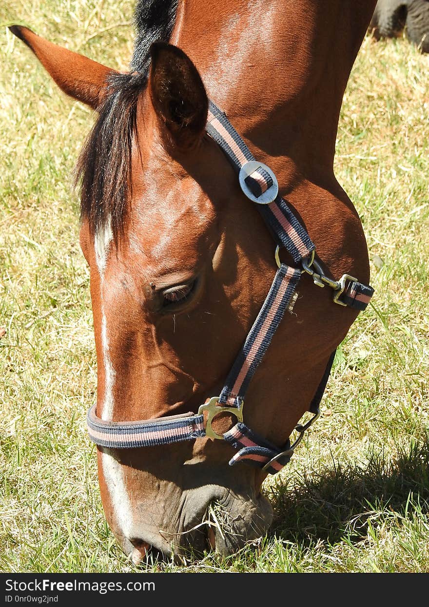 Bridle, Halter, Horse Tack, Horse Harness