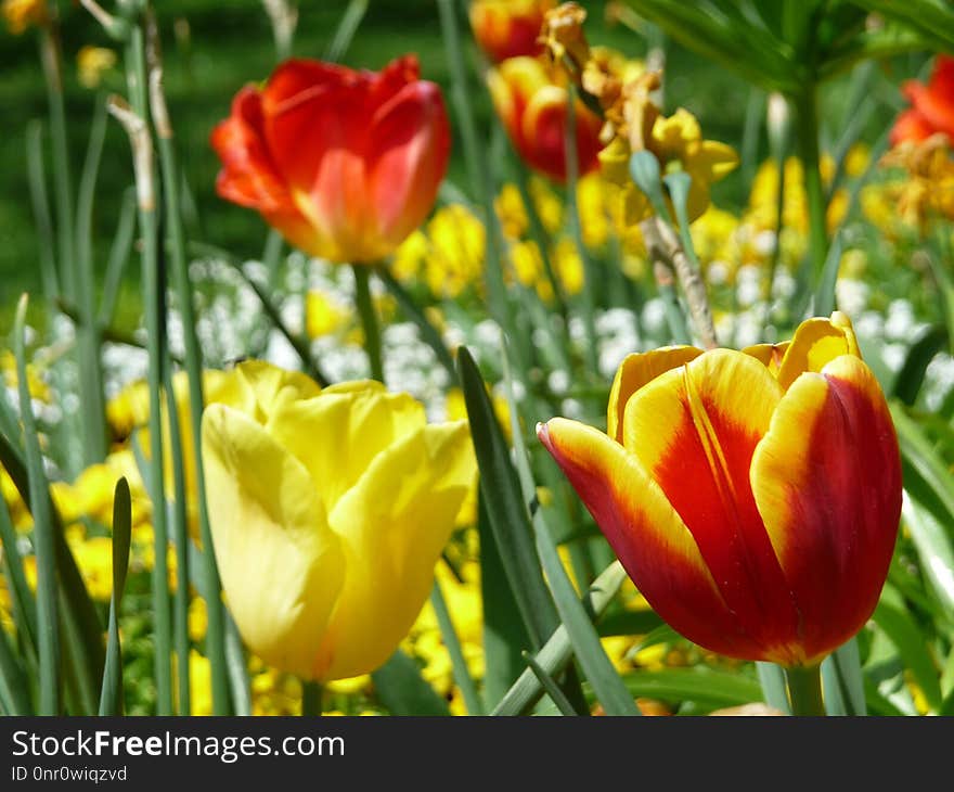 Flower, Plant, Tulip, Flowering Plant