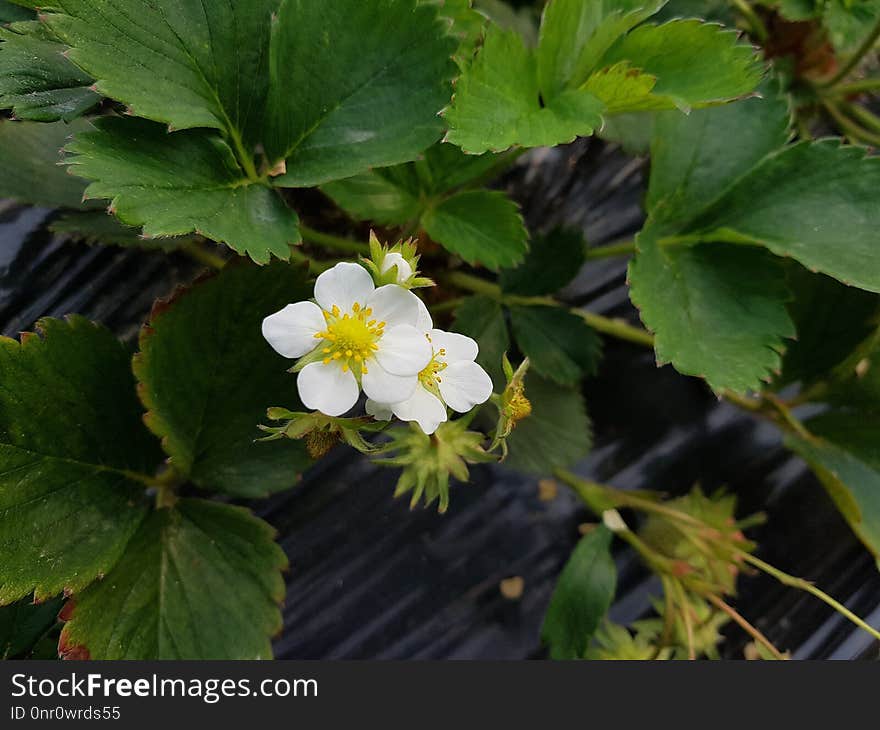 Plant, Flora, Flower, Wildflower