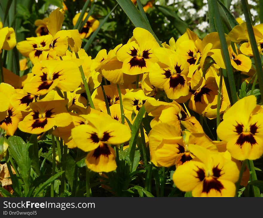 Flower, Yellow, Flora, Plant