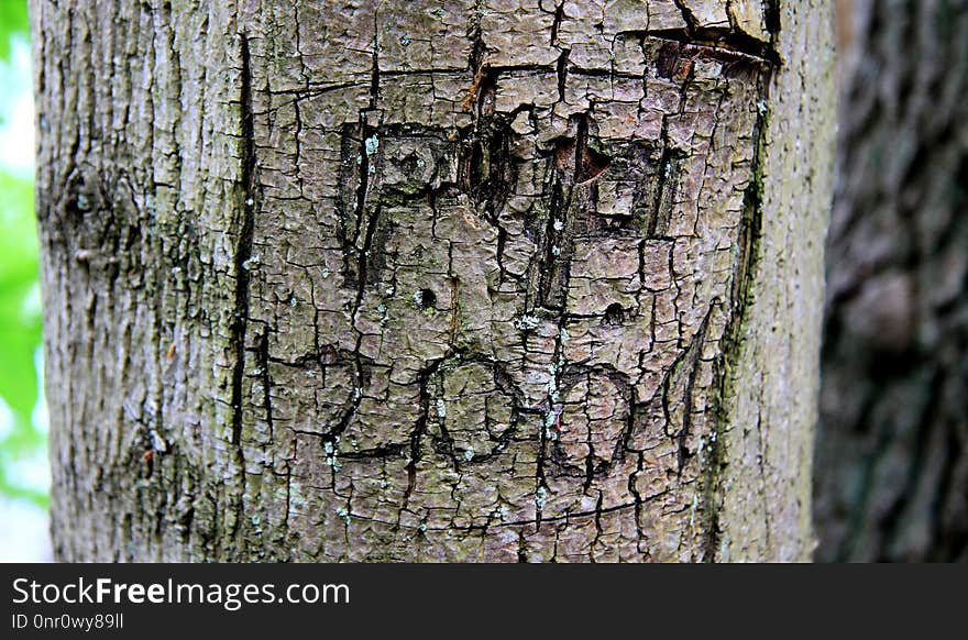 Tree, Trunk, Woody Plant, Plant