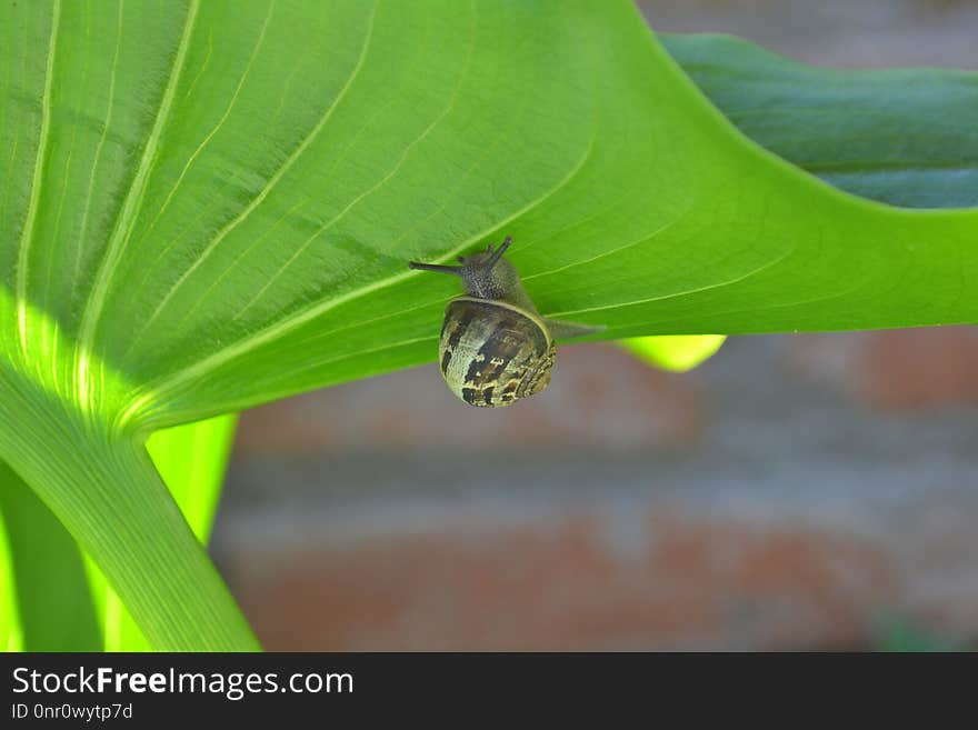 Leaf, Insect, Membrane Winged Insect, Pest