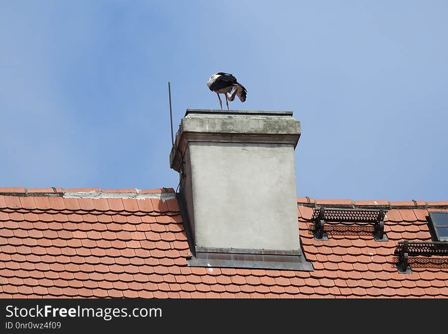 Sky, Roof, Wall, Bird