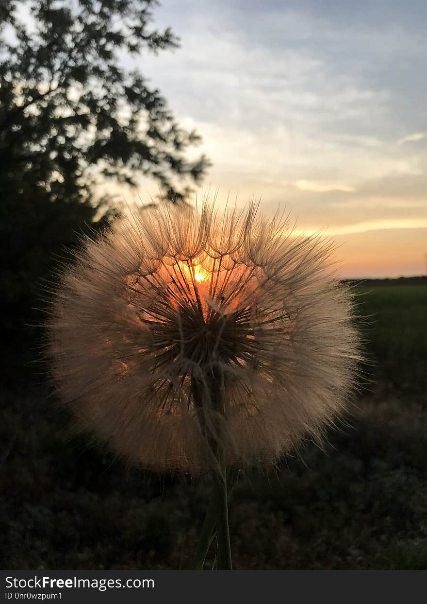 Sky, Flower, Dandelion, Flora