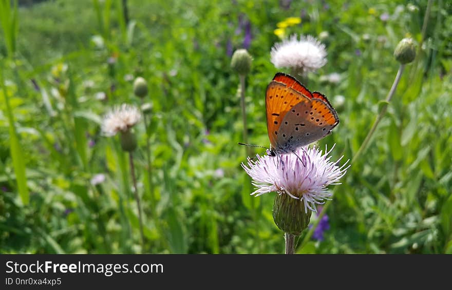 Butterfly, Flower, Brush Footed Butterfly, Moths And Butterflies