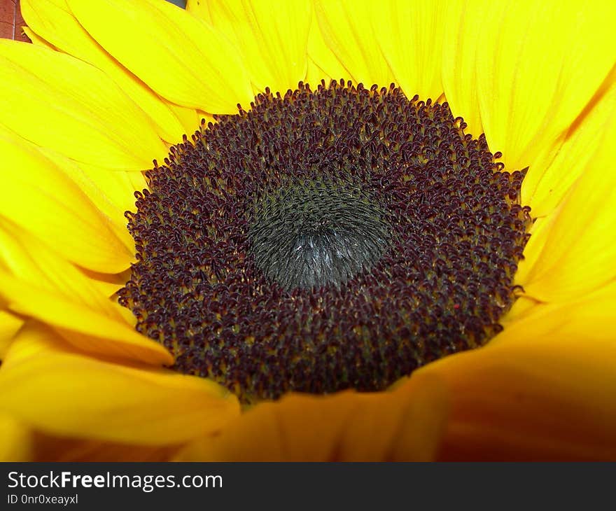 Flower, Sunflower, Yellow, Sunflower Seed