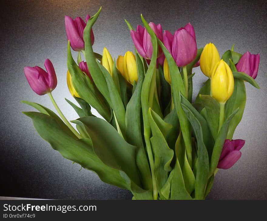 Flower, Flowering Plant, Tulip, Plant