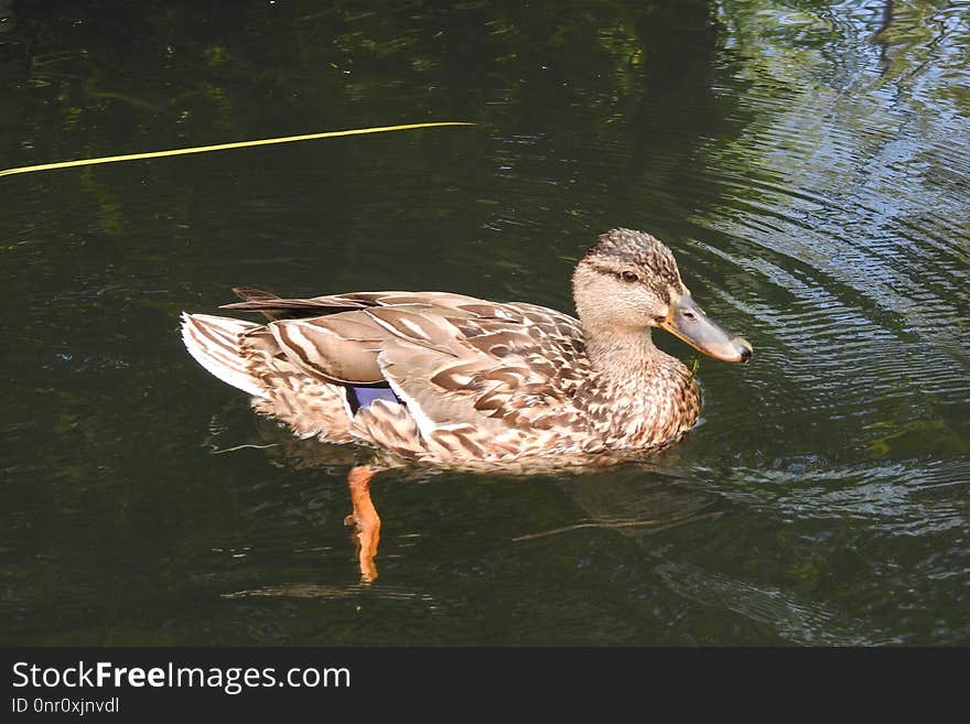 Bird, Duck, Mallard, Water