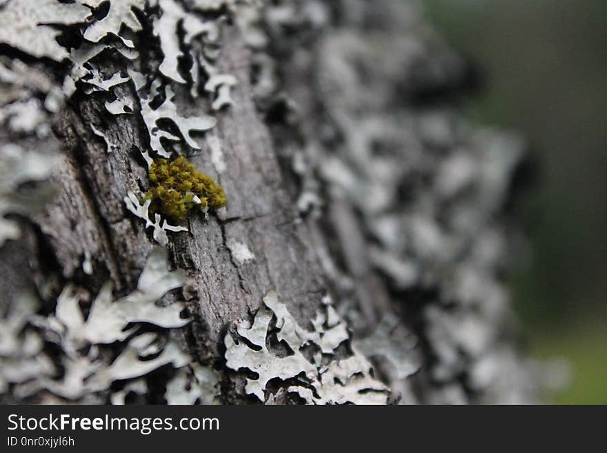 Tree, Trunk, Branch, Close Up