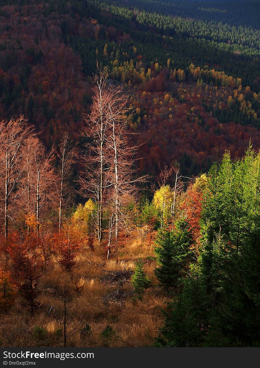 Nature, Ecosystem, Leaf, Temperate Broadleaf And Mixed Forest