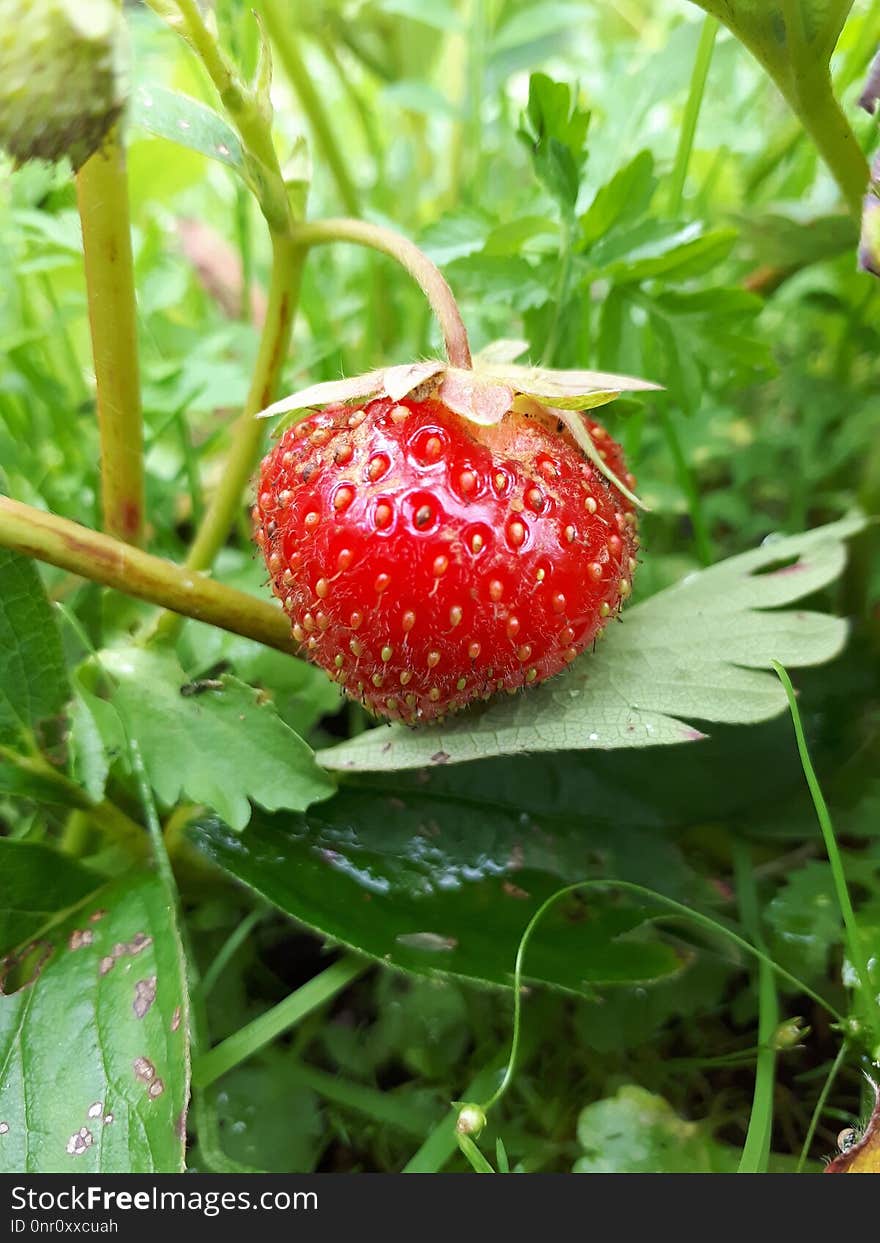 Natural Foods, Strawberries, Strawberry, Fruit