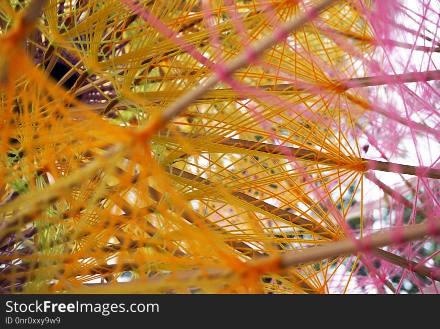 Close Up, Organism