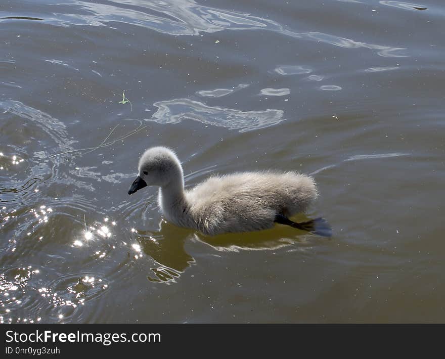 Bird, Water Bird, Swan, Ducks Geese And Swans