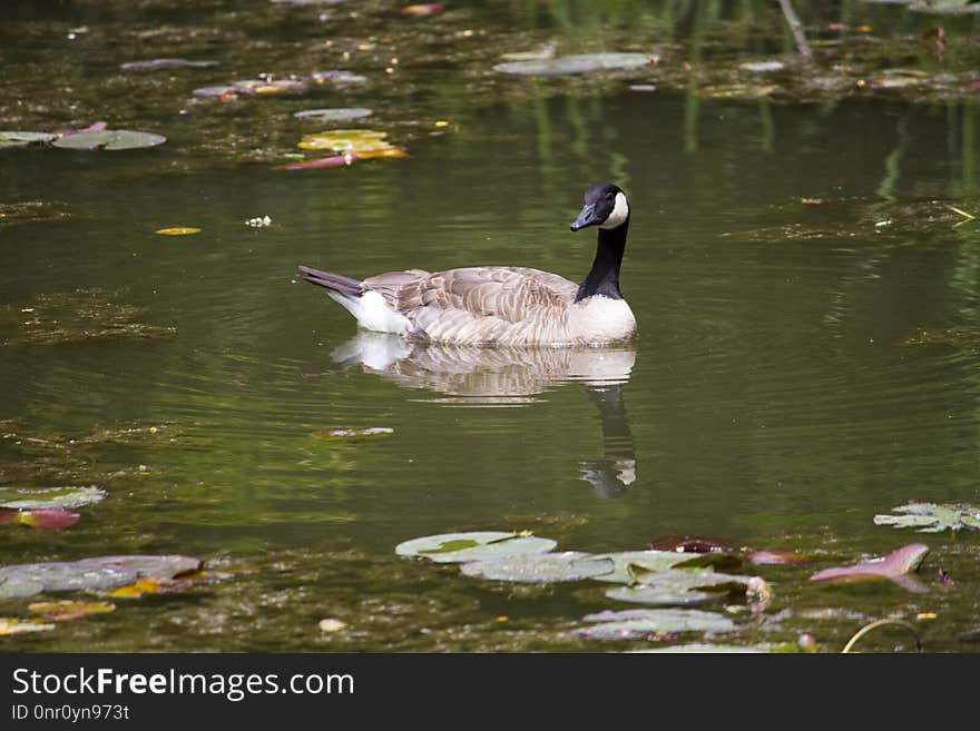 Bird, Water, Waterway, Duck