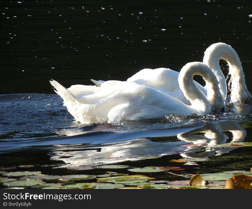 Swan, Water Bird, Bird, Water