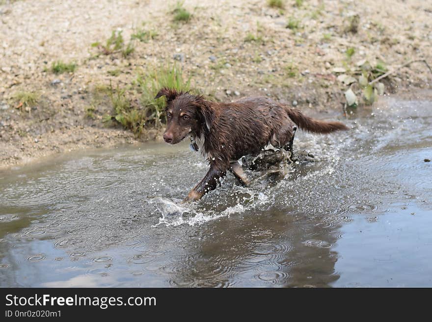 Dog, Dog Like Mammal, Boykin Spaniel, Carnivoran