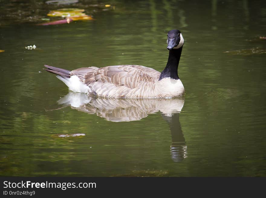 Bird, Water, Water Bird, Reflection