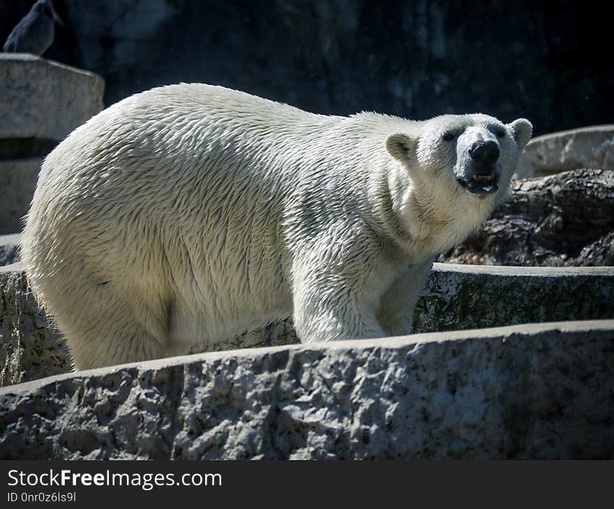 Polar Bear, Bear, Fauna, Terrestrial Animal