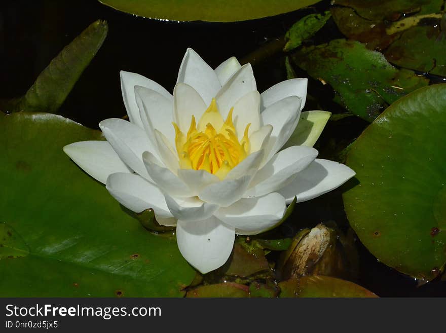 Flower, Flora, Plant, Yellow