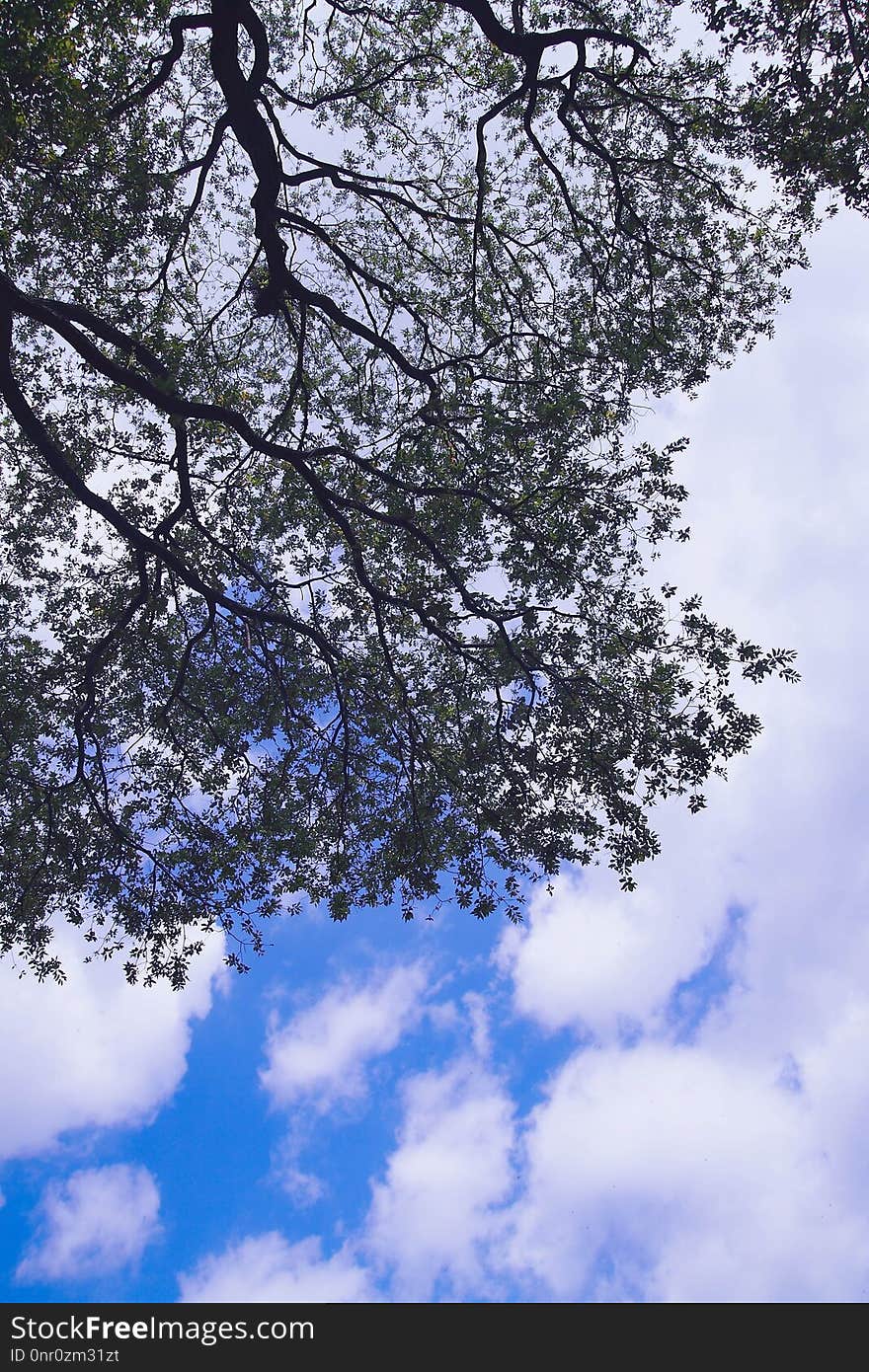 Sky, Tree, Branch, Cloud