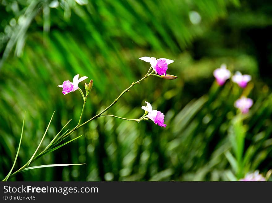 Flower, Plant, Flora, Wildflower