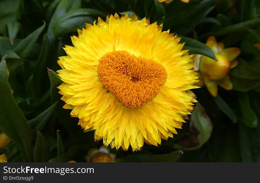 Flower, Yellow, Flora, Pollen