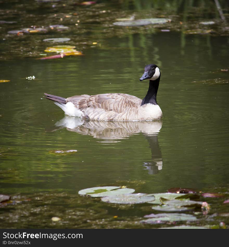 Bird, Water, Reflection, Water Bird