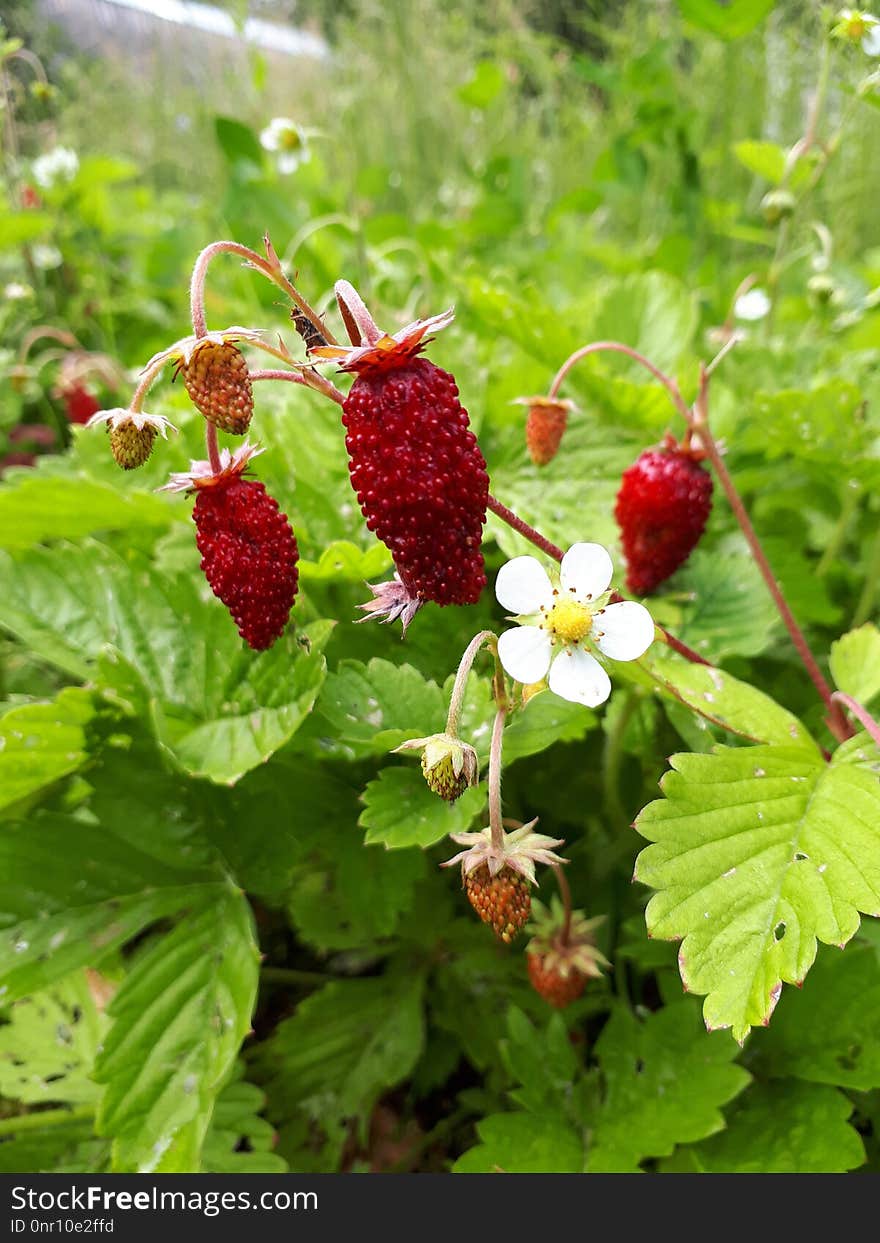 Strawberries, Berry, Plant, Fruit