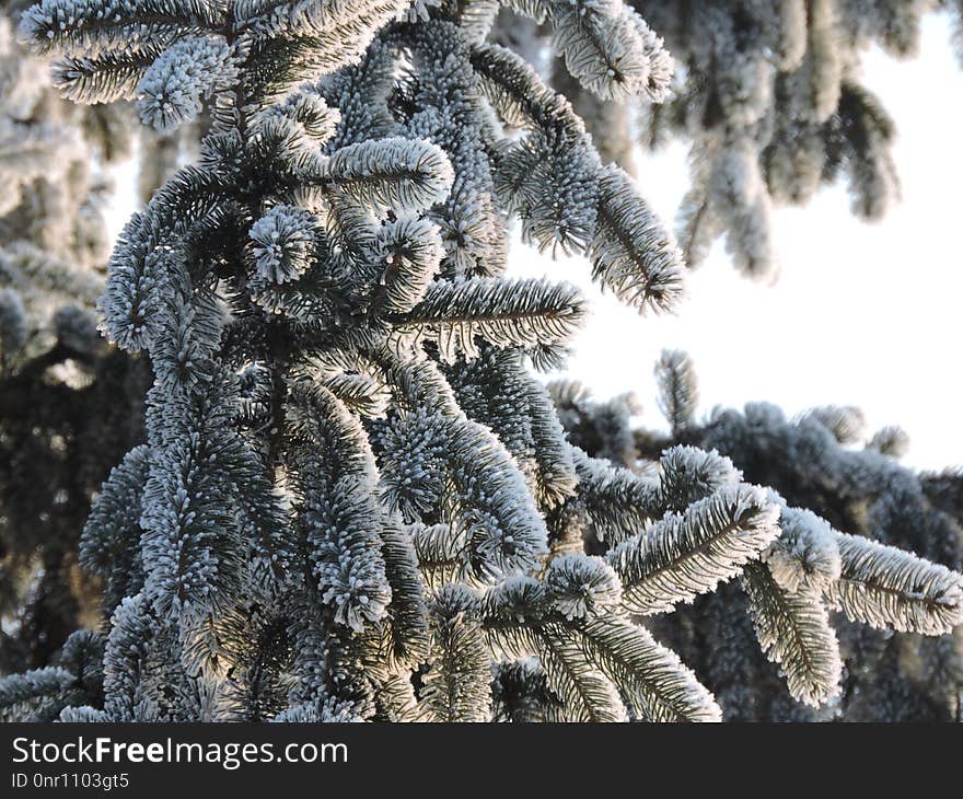 Tree, Winter, Frost, Spruce